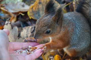 squirrel is eating nuts from the hand, feed squirrel with hands