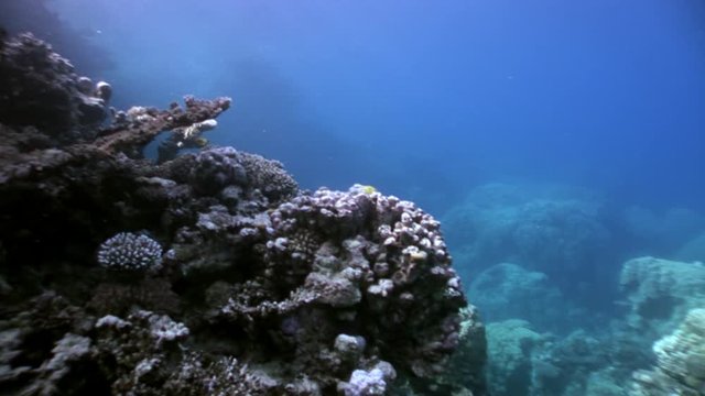 Coral underwater in Red sea. Bright marine nature on background of beautiful lagoon.