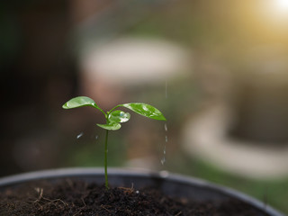 watering young seedling on soil for growing. concept agriculture.