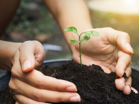 farmer hand planting seedling on soil for agriculture.