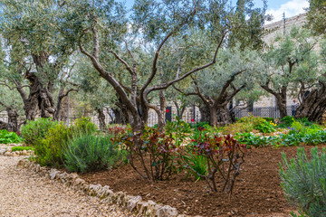 Garden of Gethsemane - olive trees