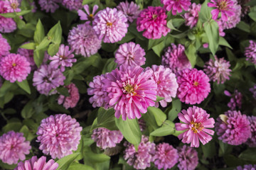Pink Chrysanthemum flower blooming in garden.