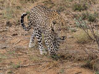 Leopard in Namibia