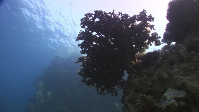 Coral underwater in Red sea. Bright marine nature on background of beautiful lagoon.