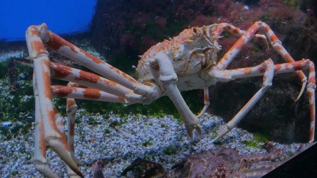 Giant japanese spider crab slowly moving. Macrocheira kaempferi