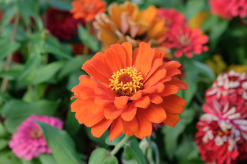 Orange Chrysanthemum flower blooming in garden.