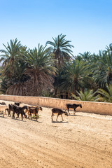 Livestock near Tamaqzah in Tozeur, Tunisia.