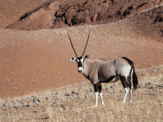 Oryx in the kalahari desert