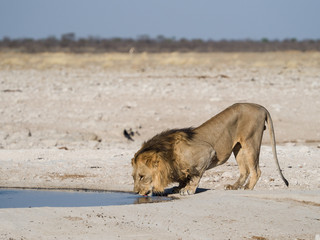 Lion drinking water
