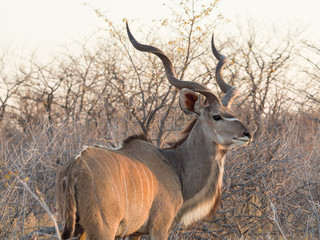 Obraz na płótnie Canvas Kudu enjoying the sun