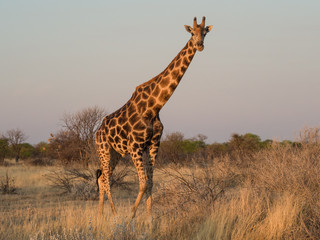Giraffe in Namibia