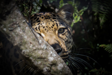 Leopard half hiding behind branch in forest.