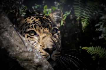 Naklejka premium Stealthy Leopard: Close-Up in Forest Bush, Hiding and Awaiting Prey