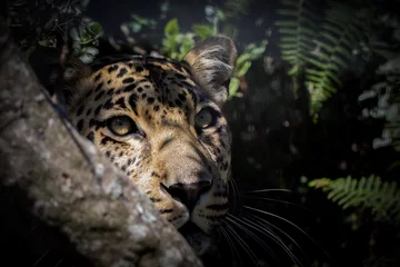 Rolgordijnen Stealthy Leopard: Close-Up in Forest Bush, Hiding and Awaiting Prey © Tekweni