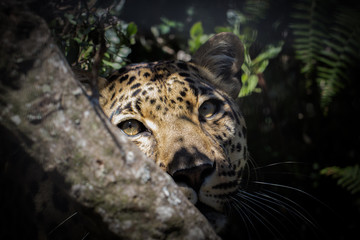 Leopard looking upwards in forest undergrowth.