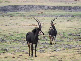 Sable antelope