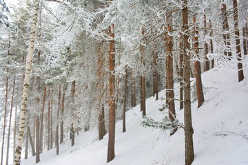 Winter forest, in the mountains