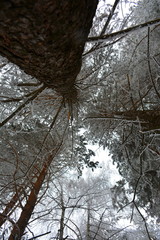 Fototapeta na wymiar Pine tree trunk, view to the sky. wallpaper.