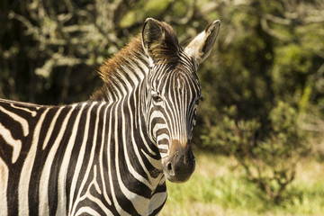 Obraz na płótnie Canvas Zebra portrait