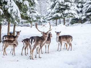 Naklejka premium Dammwild im winterlichen Wald