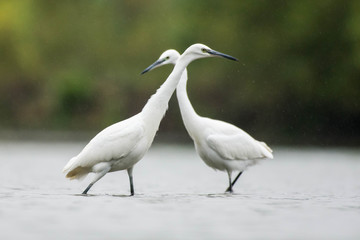 duo of egret in a lake