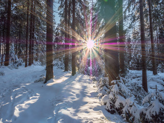 winterliche Stimmung im Gegenlicht