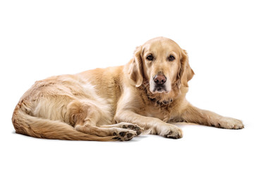 Beautiful Golden Retriever model white background