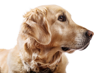 Beautiful Golden Retriever model white background