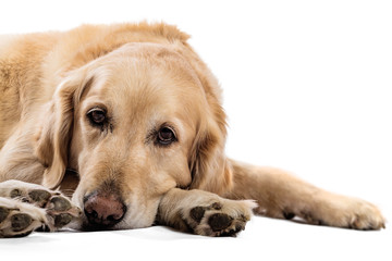 Beautiful Golden Retriever model white background