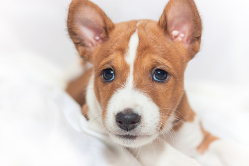 beautiful, cute puppy dogs not barking  dog breed basenji