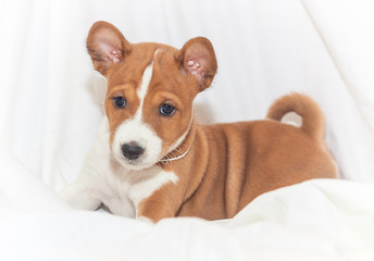 beautiful, cute puppy dogs not barking  dog breed basenji