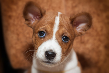 beautiful, cute puppy dogs not barking  dog breed basenji