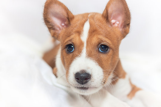 beautiful, cute puppy dogs not barking  dog breed basenji