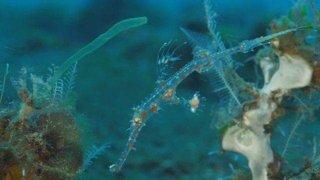 Ornate ghost pipefish (Solenostomus paradoxus)