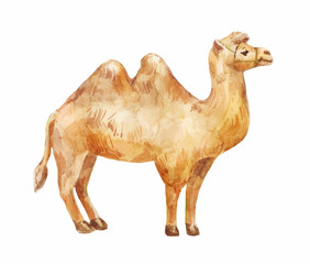Hand drawn illustration of camel on white background.