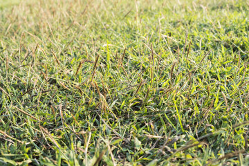 Blurred for background.Green grass seamless texture in the garden.