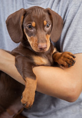 dog puppy breed dachshund on the shoulder of a boy, a teenager and his pet