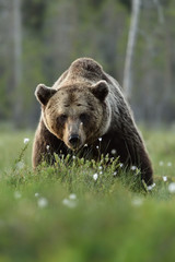 Fototapeta premium Male brown bear with serious look. Serious face of brown bear.