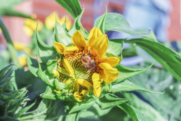 Bumblebee in yellow flower of sunflower