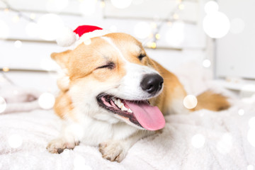 Welsh Corgi Dog wearing Christmas costume. Year of the dog concept