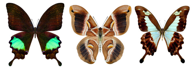Fototapeta na wymiar beautiful butterfly isolated on a white