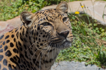 Leopard gazing up with water in the background