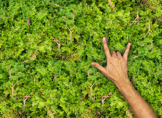 Fototapeta na wymiar Love sign hand gesture on nature fern background