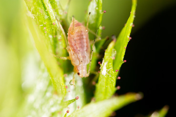 small aphid on a green leaf in the open air