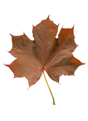 Red leaf isolated plant form farden tree on white background