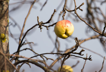 Apples on the bare branches of a tree