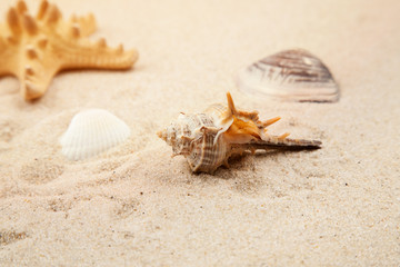Seashells and starfish in sand on the beach