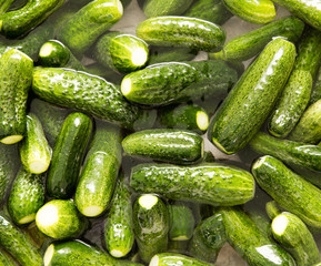 green cucumbers wash in water as a background