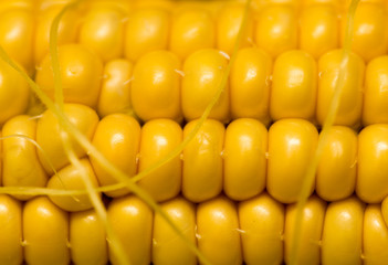 yellow corn kernels in the cob as a background