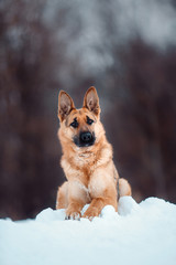 stay german Shepherd